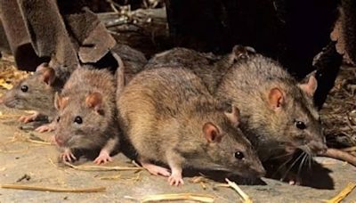 Tanzania identifies mystery illness as 'rat fever