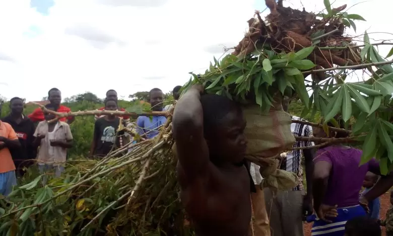 17 Year Old Survives Lynching For Stealing Local Council II Chairman’s Cassava in Garden