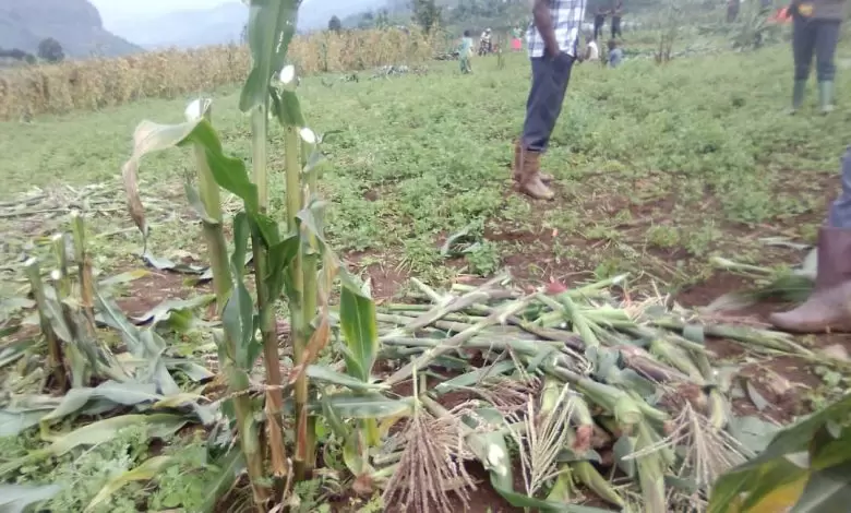 Over 500 Sironko Residents  have had their Crops Destroyed by the  Uganda Wildlife Authority